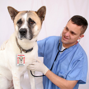 Dog And Vet