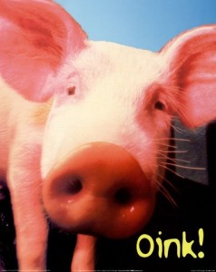 swine-flu